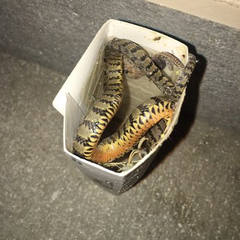 GreenForce Pest Solutions - Thank God they laid traps in my garage! It was still alive. - Pest Control Near Me - Spring, Texas