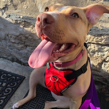 One Tail at a Time - Our Foster - Gilda - Animal Shelters Near Me - Chicago, Illinois