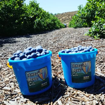 Temecula Berry - Mark chungs berries #thechungs2016 - Farms Near Me - Temecula, California