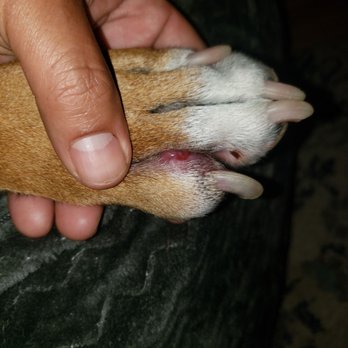 Dawg Gone It - The day we picked up my dog. Boarding here will have your pet leaving with an injury. - Pet Sitting Near Me - Monterey, California