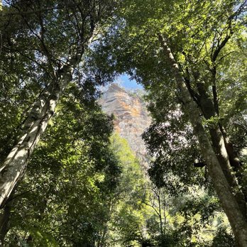 Blue Mountains Day Tours - Forest views - Tours Near Me - Glenbrook, NSW