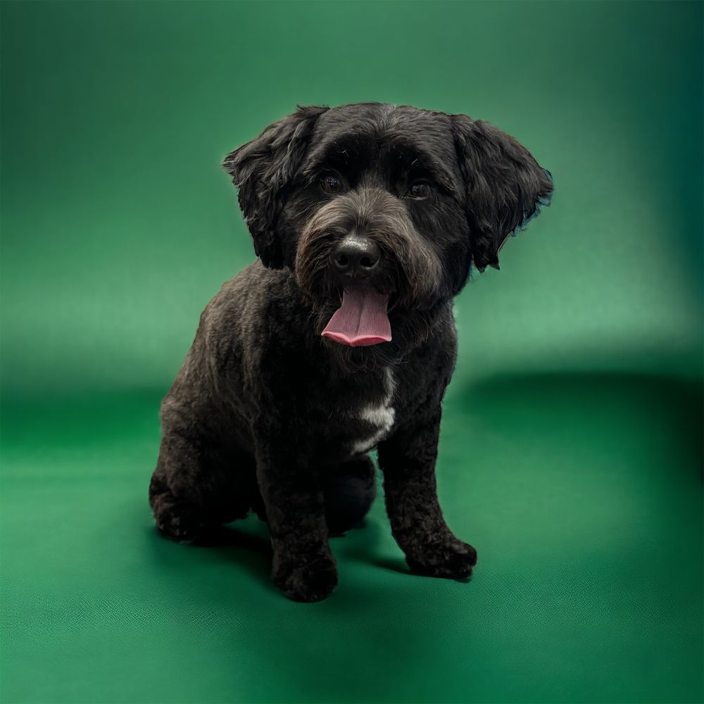 TADA TAILS MOBILE PET GROOMING Updated September 2024 34 Photos