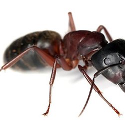 A & D Professional Pest Elimination - Ant and carpenter ant service, fully guaranteed.