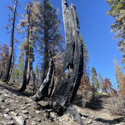 Kings Creek Falls down-and-back - Devastation after the Dixie Fire