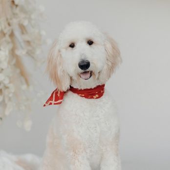 Canine Castle - Freshly groomed by Jessica before a photoshoot! - Pet Groomers Near Me - Simi Valley, California