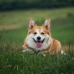 Dogaholics