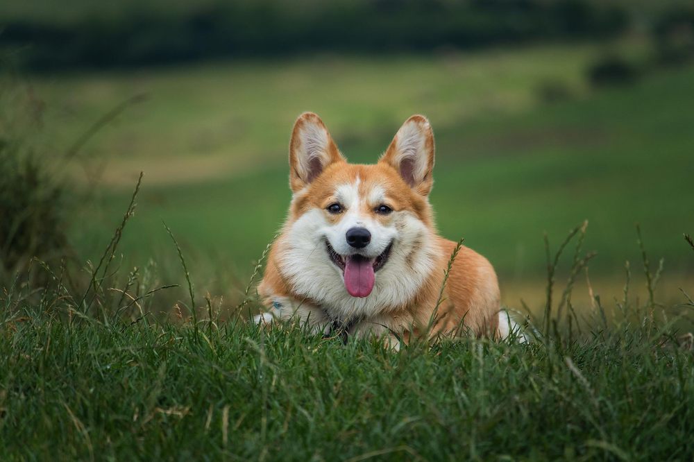 Dogaholics - pet boarding facility in Chicago, IL