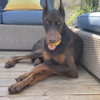 Bonne Terre Dobermans - Pet Training Near Me - Bastrop, Texas Bonne Terre Dobermans - Pet Training Near Me - Bastrop, Texas