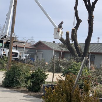 River Oaks Tree Service - Tree Services Near Me - Riverbank, California