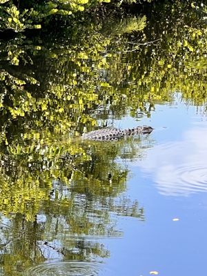 Big Cypress National Preserve by null