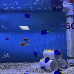 J & L Aquatics