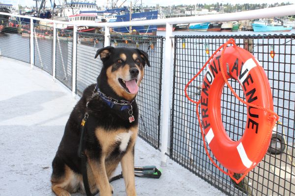 Seattle Ice Cream Cruise by null