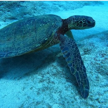 Hawaii Eco Divers - Scuba Diving Near Me - Haleiwa, Hawaii Hawaii Eco Divers - Scuba Diving Near Me - Haleiwa, Hawaii