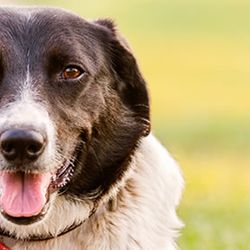 Pet Transport Pro - You just think about your reunion with your bestie.