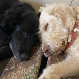 MaMa's Duke (Black) & Hondo (White) MaMa's Duke (Black) & Hondo (White)