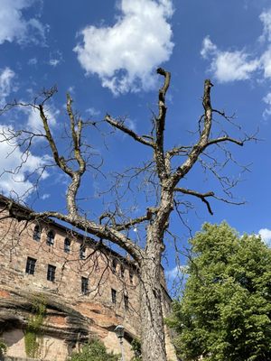 Imperial Castle of Nuremberg by null