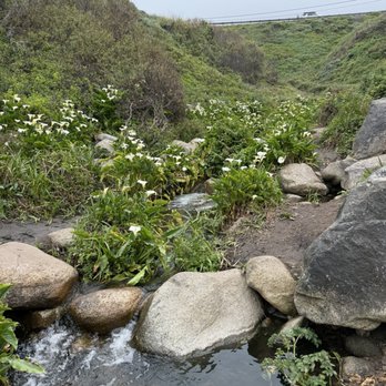 Calla Lily Valley - The stream - Parks Near Me - Carmel-By-The-Sea, California Calla Lily Valley - The stream - Parks Near Me - Carmel-By-The-Sea, California