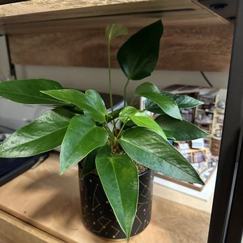 Artsy Flora - Anthurium in an adorable constellation themed pit. - Florists Near Me - New York, New York