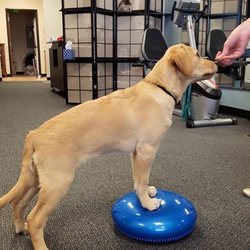 Comprehensive Physical Therapy & Fitness - Canine Physical Therapy