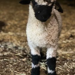 Lil' Buckaroo's Petting Zoo - Valais Blacknose Sheep