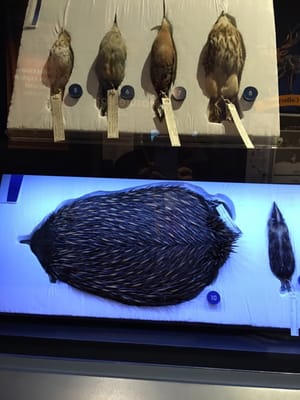 Sam Noble Oklahoma Museum of Natural History by null