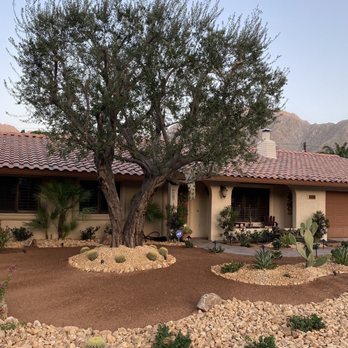 Desert Pros Landscape - Font yard view from the street.  All the dying grass removed along with some bushes.  Olive tree trimmed.   Irrigation on every plant. - Landscaping Near Me