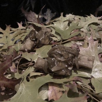 Alinea - New American Near Me - Chicago, Illinois