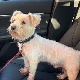 AFTER Heartland Dog Gromming