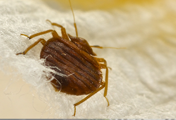 Pestcopro Termite & Pest Control