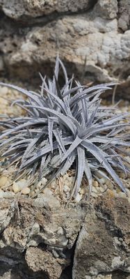 Anna Scripps Whitcomb Conservatory by null