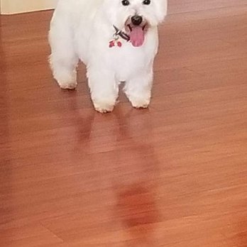 Beck's Puppy Love - A sweet westie I groom. - Pet Groomers Near Me Beck's Puppy Love - A sweet westie I groom. - Pet Groomers Near Me