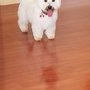 Beck's Puppy Love