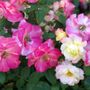 Edgewood Nursery & Garden