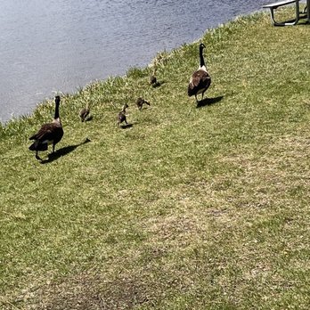 Sylvan Lake Campground - Canadian geese and their babies! - Campgrounds Near Me - Custer, South Dakota Sylvan Lake Campground - Canadian geese and their babies! - Campgrounds Near Me - Custer, South Dakota