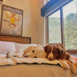 Alpine Village Suites - Dog friendly