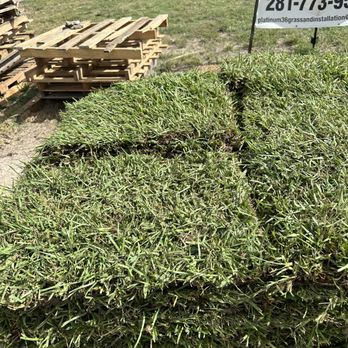 Platinum 36 Grass & Installation - Landscaping Near Me - Richmond, Texas Platinum 36 Grass & Installation - Landscaping Near Me - Richmond, Texas
