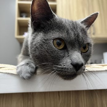 Warm & Fuzzy Veterinary Center - Veterinarians Near Me - Middle River, Maryland