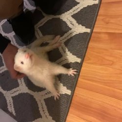 Nemasket Veterinary Clinic - Rocky the Ferret.