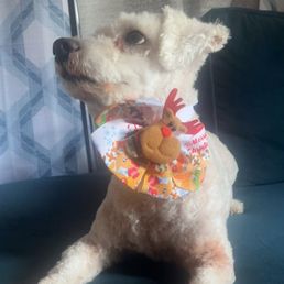 My fur baby all nicely groomed My fur baby all nicely groomed