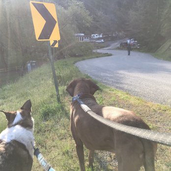 Camp CDA  - Pups waking up to entrance - RV Parks Near Me - Coeur d'Alene, Idaho