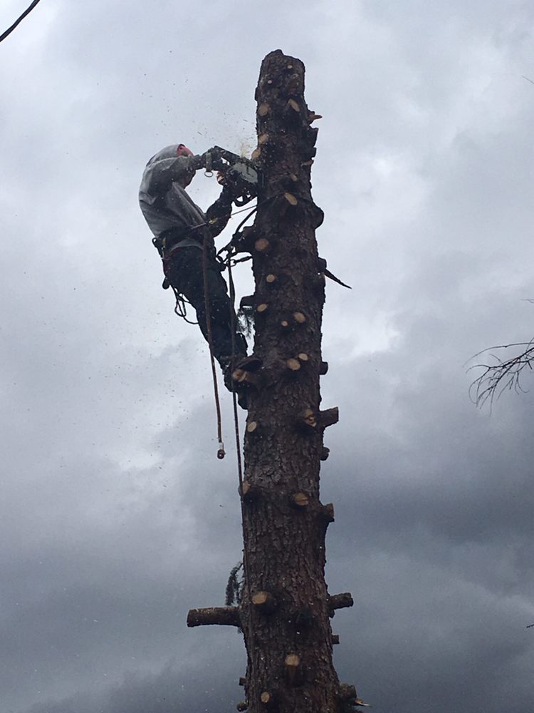 1 OF A KIND TREE SERVICE Thornton, Colorado Tree Services Phone