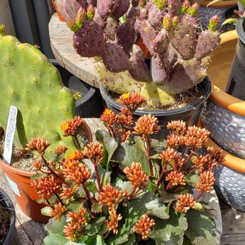 Dig Gardens - Nurseries & Gardening Near Me - Santa Cruz, California Dig Gardens - Nurseries & Gardening Near Me - Santa Cruz, California