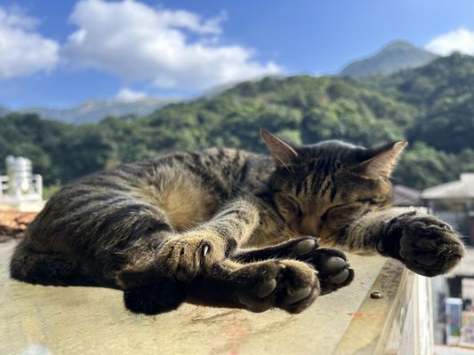 Houtong Cat Village by null