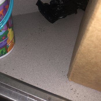 AMH - Ants all over the counter in the kitchen!! - Property Management Near Me - Tampa, Florida AMH - Ants all over the counter in the kitchen!! - Property Management Near Me - Tampa, Florida