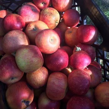 Apple Lane Orchard - Venues & Event Spaces Near Me - Julian, California Apple Lane Orchard - Venues & Event Spaces Near Me - Julian, California