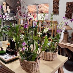 A few of the orchids and teak Buddha for sale.
