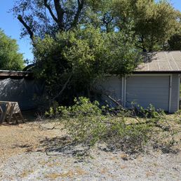 Fallin oak tree