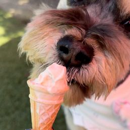 Vanilla cone. Vanilla cone.
