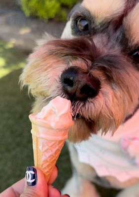 Two Dog Night Creamery by null