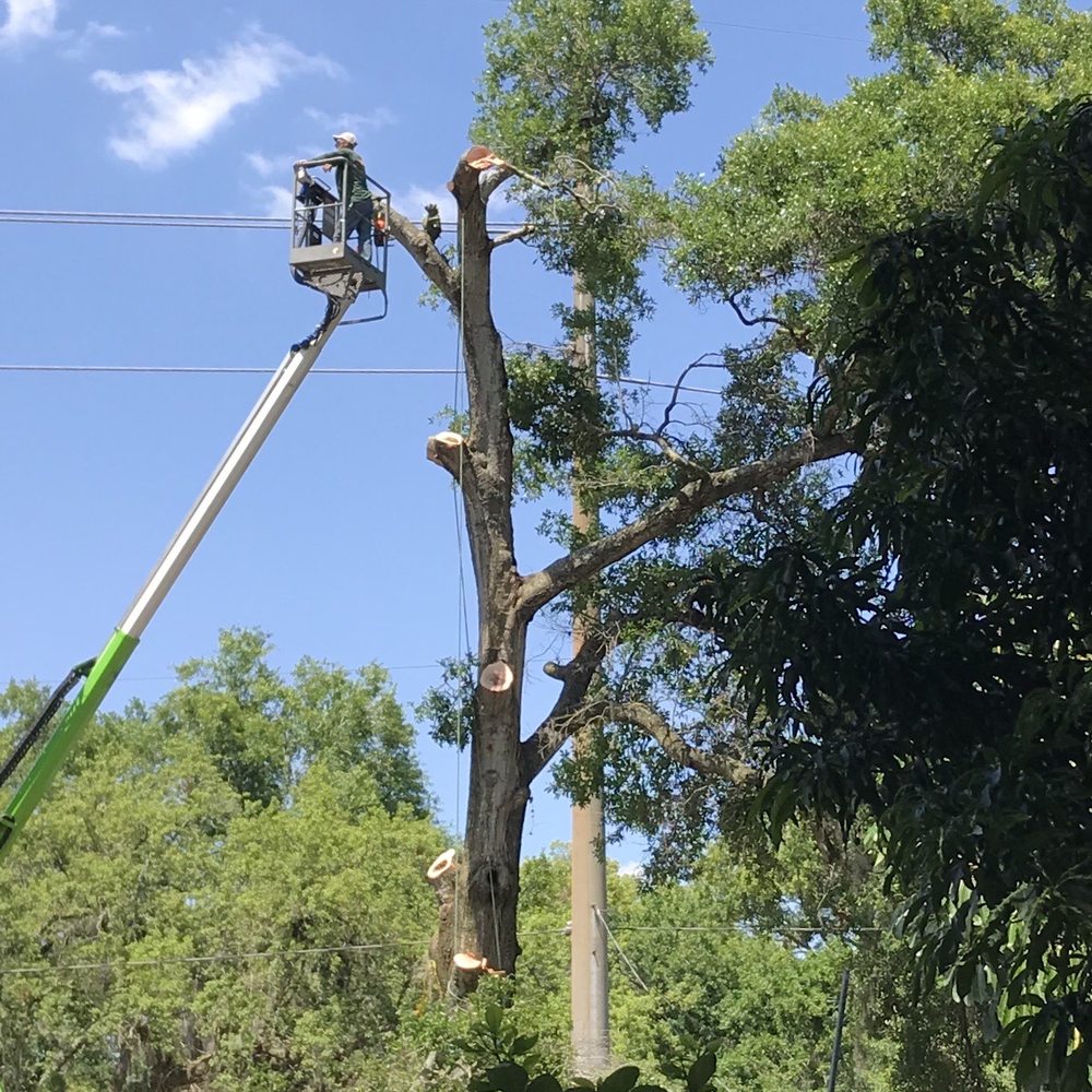 Harvey’s Tree Surgeons - Tree Services Near Me